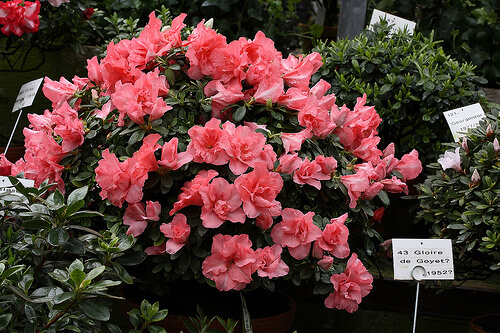 azalea-1