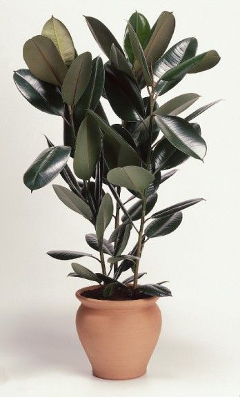 ficus