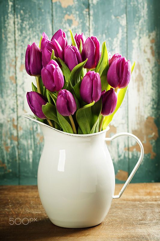 Purple Tulips on a wooden surface. Studio photography