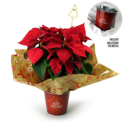 Flor de Pascua CASCABELES
