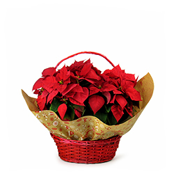 Cesta Pascua TAMBOR