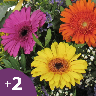 +2 gerberas