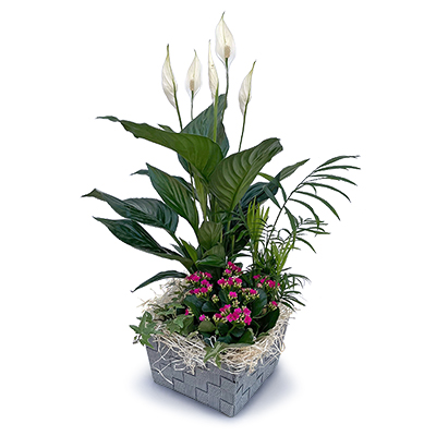 CESTA PLANTAS MAYO