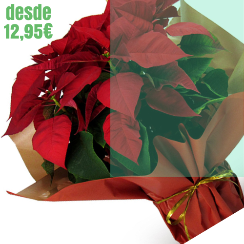 Flor de Pascua