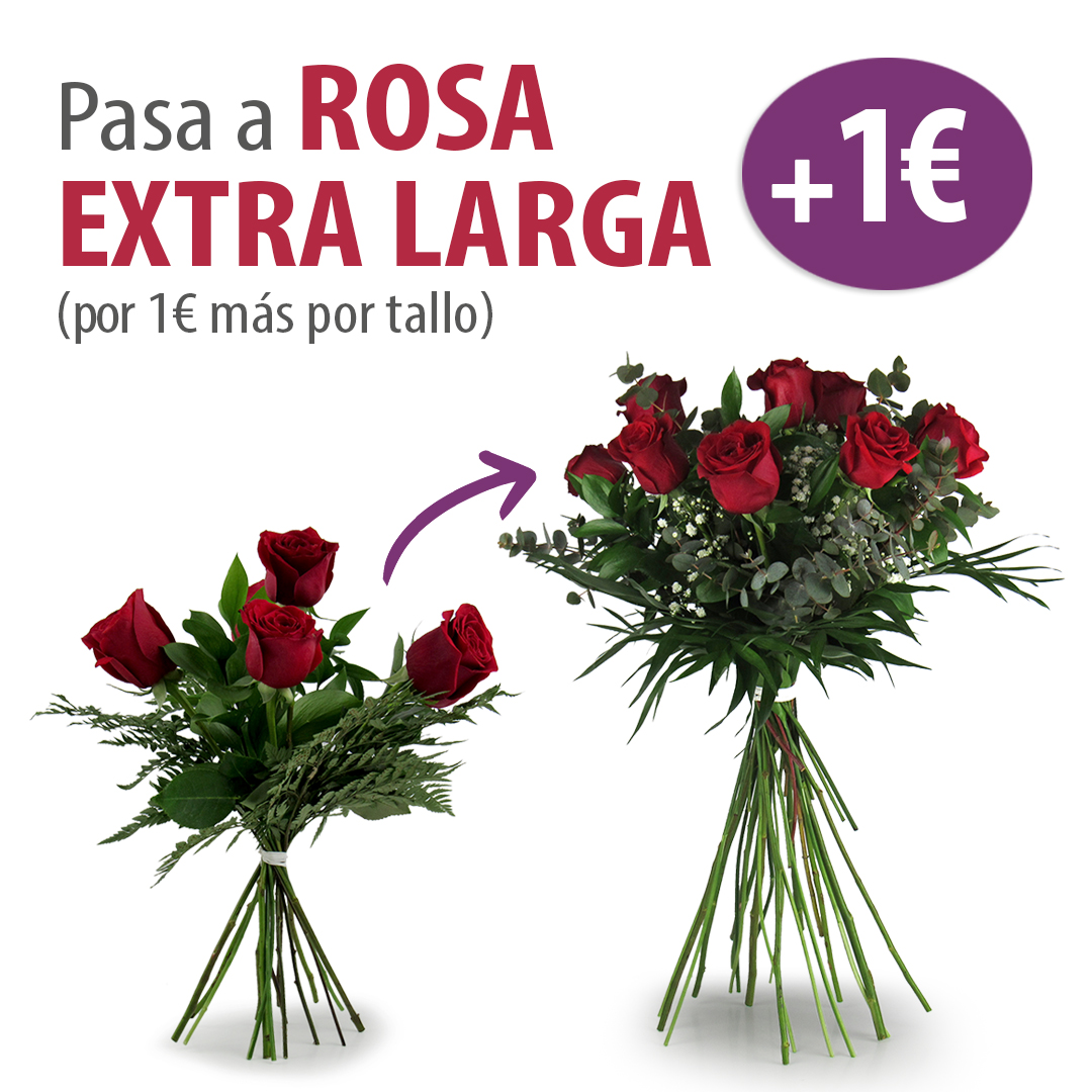 EXTRA LARGA (24)