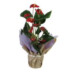 ANTHURIUM