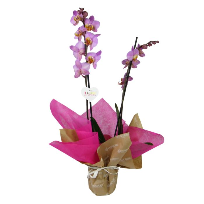 ▷ Comprar planta Orquidea Phalaenopsis | Flowering