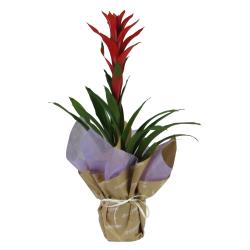 GUZMANIA