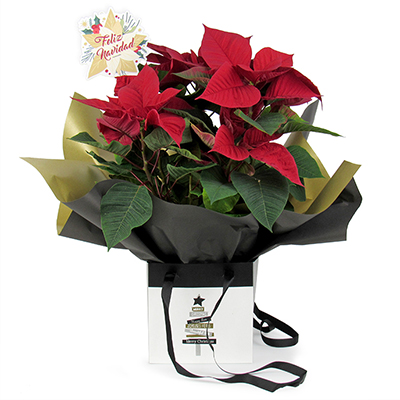 FLOR DE PASCUA XMAS-BOX