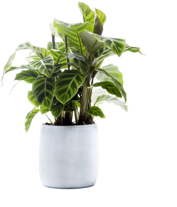 Flowering low cost flowers