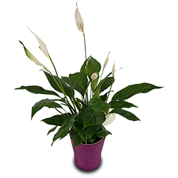 SPATHIPHYLLUM