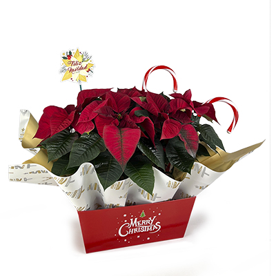 Arreglo Pascua ZAMBOMBA