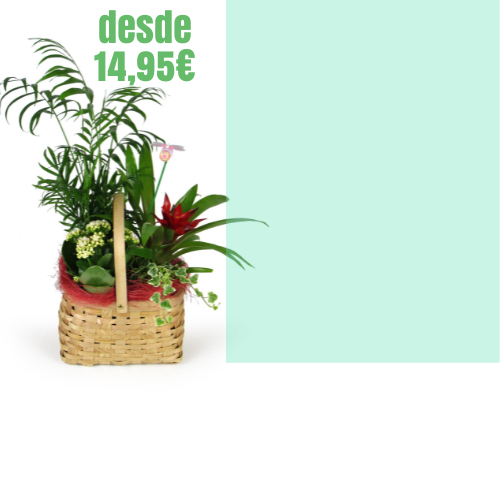 Plantas para regalo